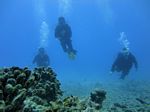 Hawaii Scuba divng 39