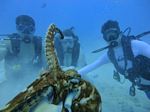 Hawaii Scuba divng 57