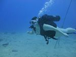 Hawaii Scuba divng 82