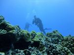 Hawaii Scuba divng 11