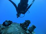 Hawaii Scuba divng 14