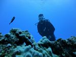 Hawaii Scuba divng 19