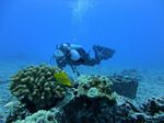 Hawaii Scuba divng 20