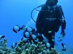 Hawaii Scuba divng 22