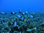 Hawaii Scuba divng 24