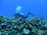 Hawaii Scuba divng 31