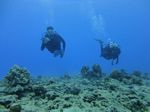 Hawaii Scuba divng 64