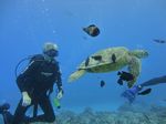 Hawaii Scuba divng 73