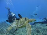 Hawaii Scuba divng 74