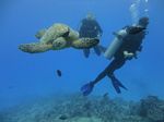 Hawaii Scuba divng 80