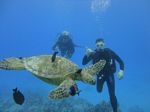 Hawaii Scuba divng 81