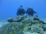 Hawaii Scuba divng 87