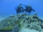 Hawaii Scuba divng 88