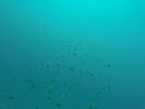 Hawaii Scuba divng 36