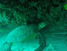 Hawaii Scuba divng 54