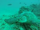 Hawaii Scuba divng 61