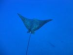 Hawaii Scuba divng 10