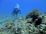 Hawaii Scuba divng 17