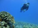 Hawaii Scuba divng 18