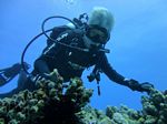 Hawaii Scuba divng 19