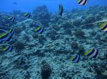 Hawaii Scuba divng 21