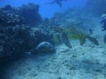 Hawaii Scuba divng 23