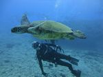 Hawaii Scuba divng 25