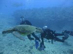 Hawaii Scuba divng 26