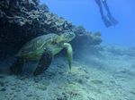 Hawaii Scuba divng 28