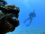 Hawaii Scuba divng 31