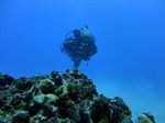 Hawaii Scuba divng 32