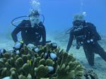 Hawaii Scuba divng 73