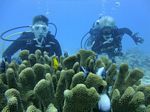 Hawaii Scuba divng 74