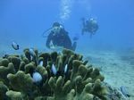 Hawaii Scuba divng 75