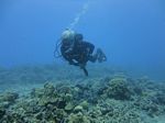 Hawaii Scuba divng 81