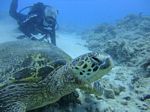 Hawaii Scuba divng 89