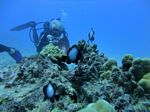 Hawaii Scuba divng 10