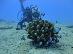 Hawaii Scuba divng 13