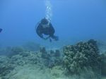 Hawaii Scuba divng 17