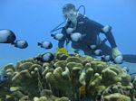 Hawaii Scuba divng 21