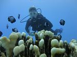 Hawaii Scuba divng 26