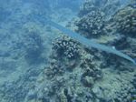 Hawaii Scuba divng 40