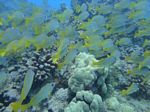 Hawaii Scuba divng 44