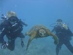 Hawaii Scuba divng 47