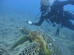 Hawaii Scuba divng 48