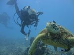 Hawaii Scuba divng 51