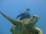 Hawaii Scuba divng 53