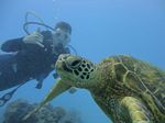 Hawaii Scuba divng 56