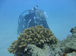 Hawaii Scuba divng 73