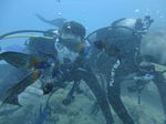 Hawaii Scuba divng 75